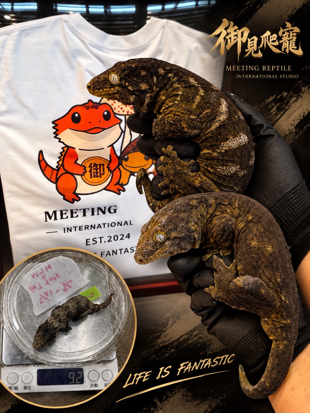 Meeting Reptiles